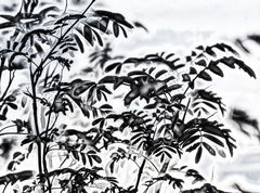 ... wenn die natur bilder malt