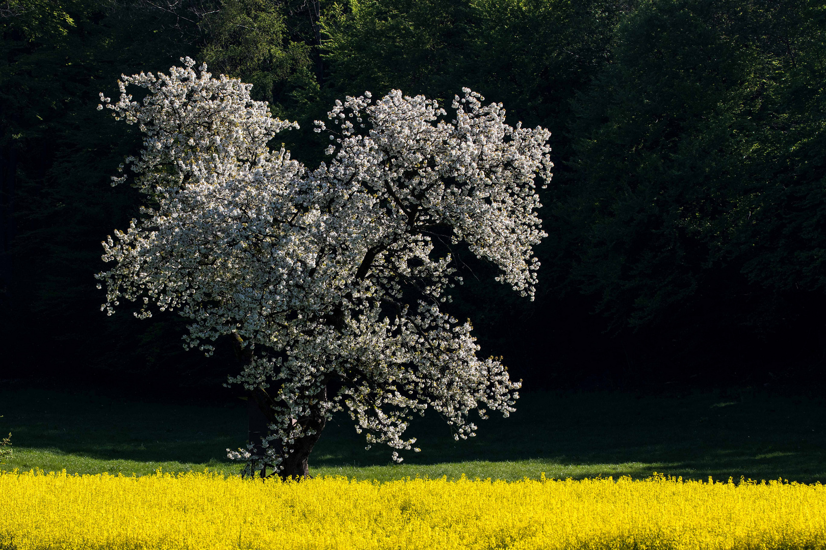 Wenn die Natur im Mai ihr Brautkleid überstreift