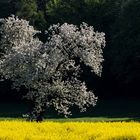 Wenn die Natur im Mai ihr Brautkleid überstreift