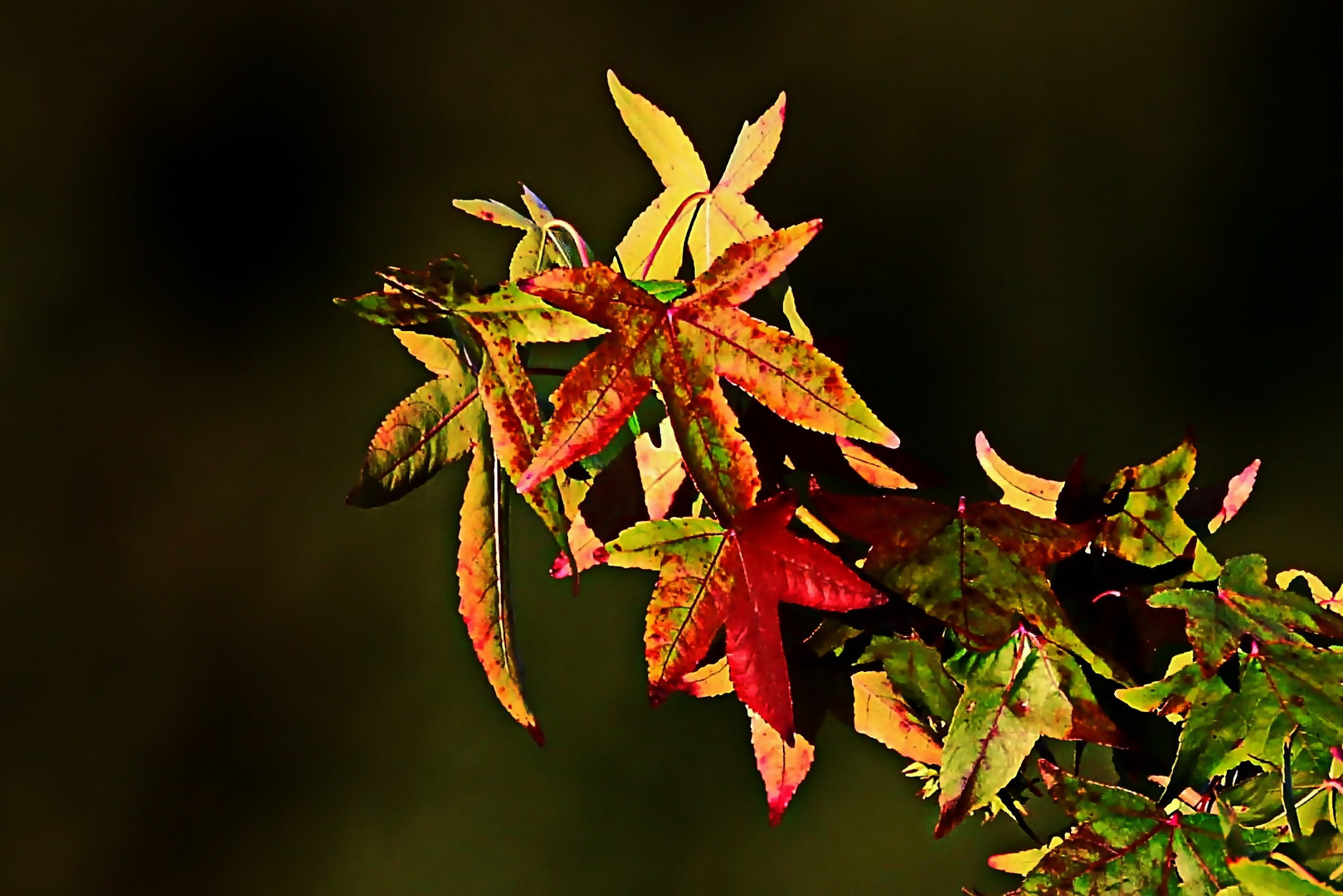 wenn die Natur mit den Farben spielt