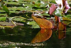 Wenn die Natur sich verkleidet...