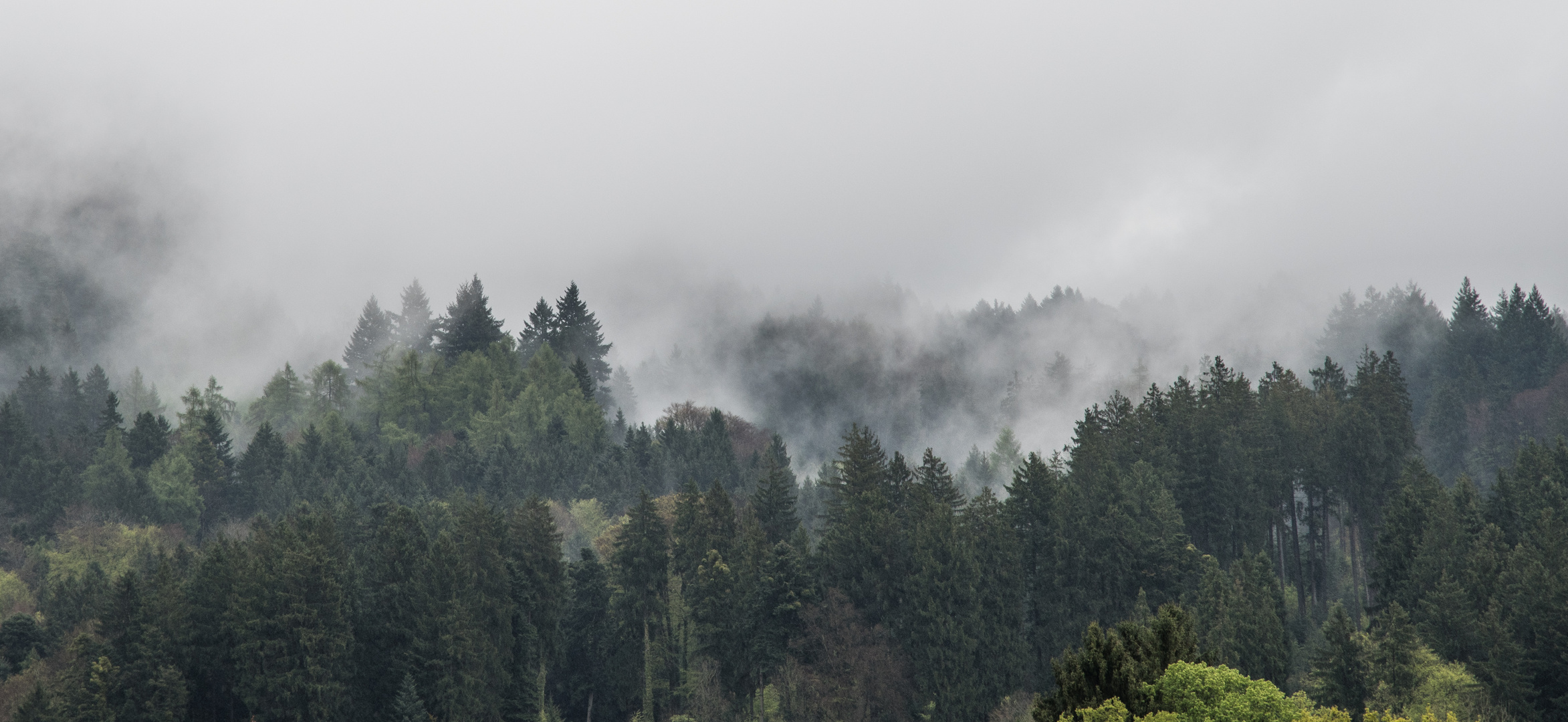 Wenn die Nebel aus den Wäldern steigen