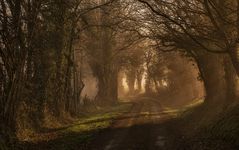 wenn die Nebel weichen