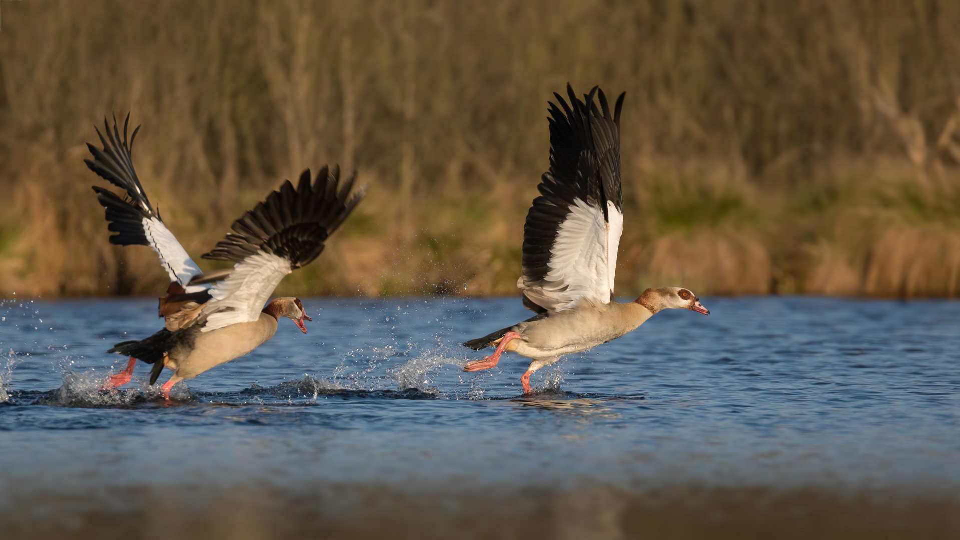 Wenn die Nilgänse streiten ...