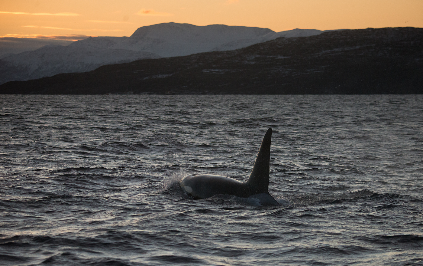 Wenn die Orcas kommen...