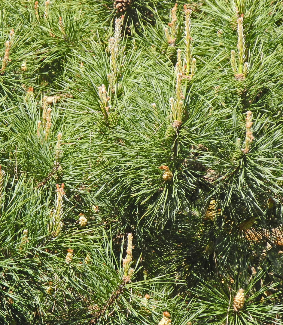 Wenn die Pollen wehen - ist Hochzeit!