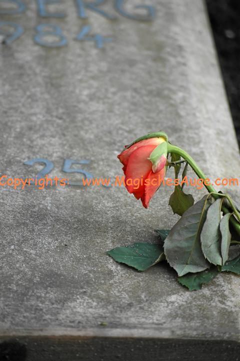 Wenn die Rosen Trauer tragen