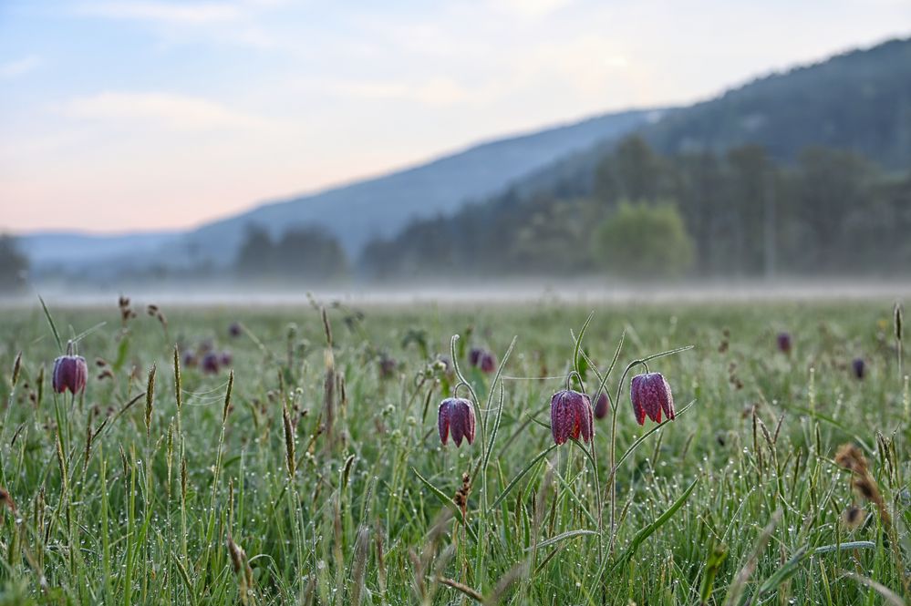 wenn die Schachblumen blühen...