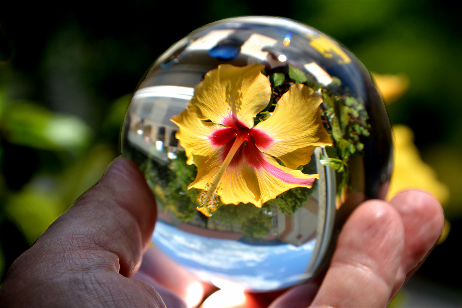 Wenn die Schönheit der Blüte die Welt auf den Kopf stellt