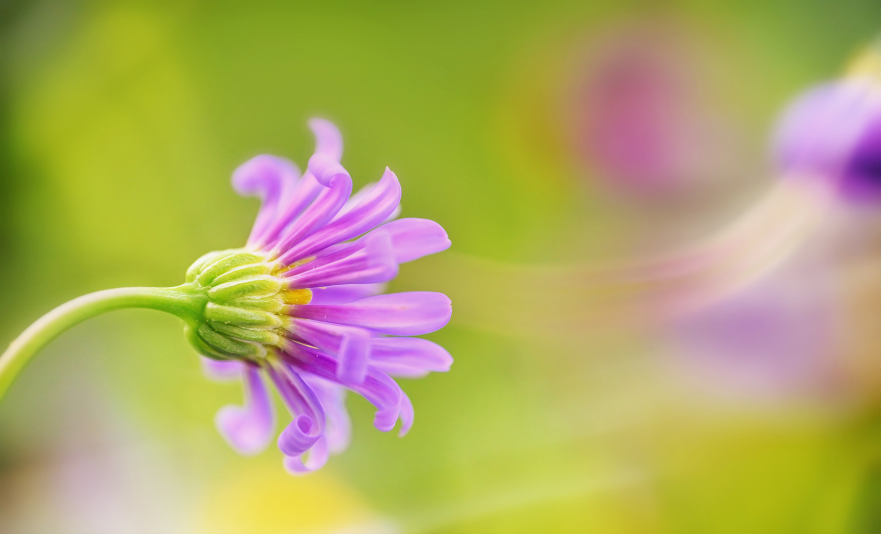 wenn die seele der blüte schwebt ...