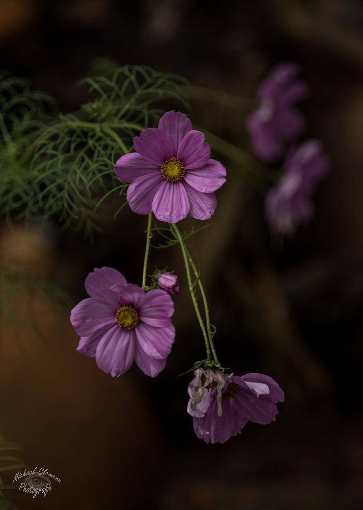 Wenn die Sommerblume im November blüht...