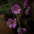 Wenn die Sommerblume im November blüht...