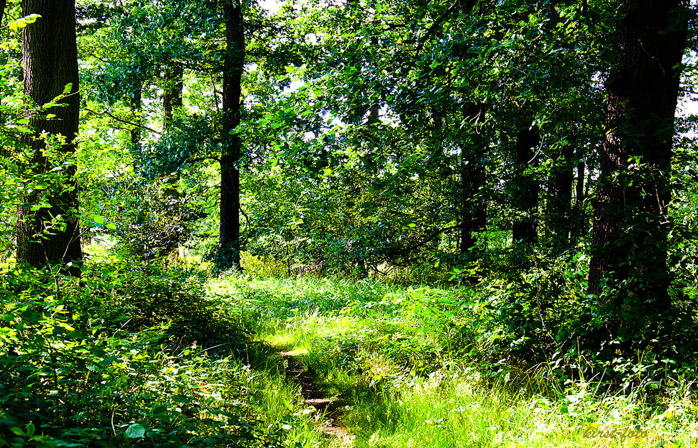 Wenn-die-Sonne-brennt-ist-es-im-Wald-noch-angnehm