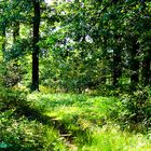 Wenn-die-Sonne-brennt-ist-es-im-Wald-noch-angnehm