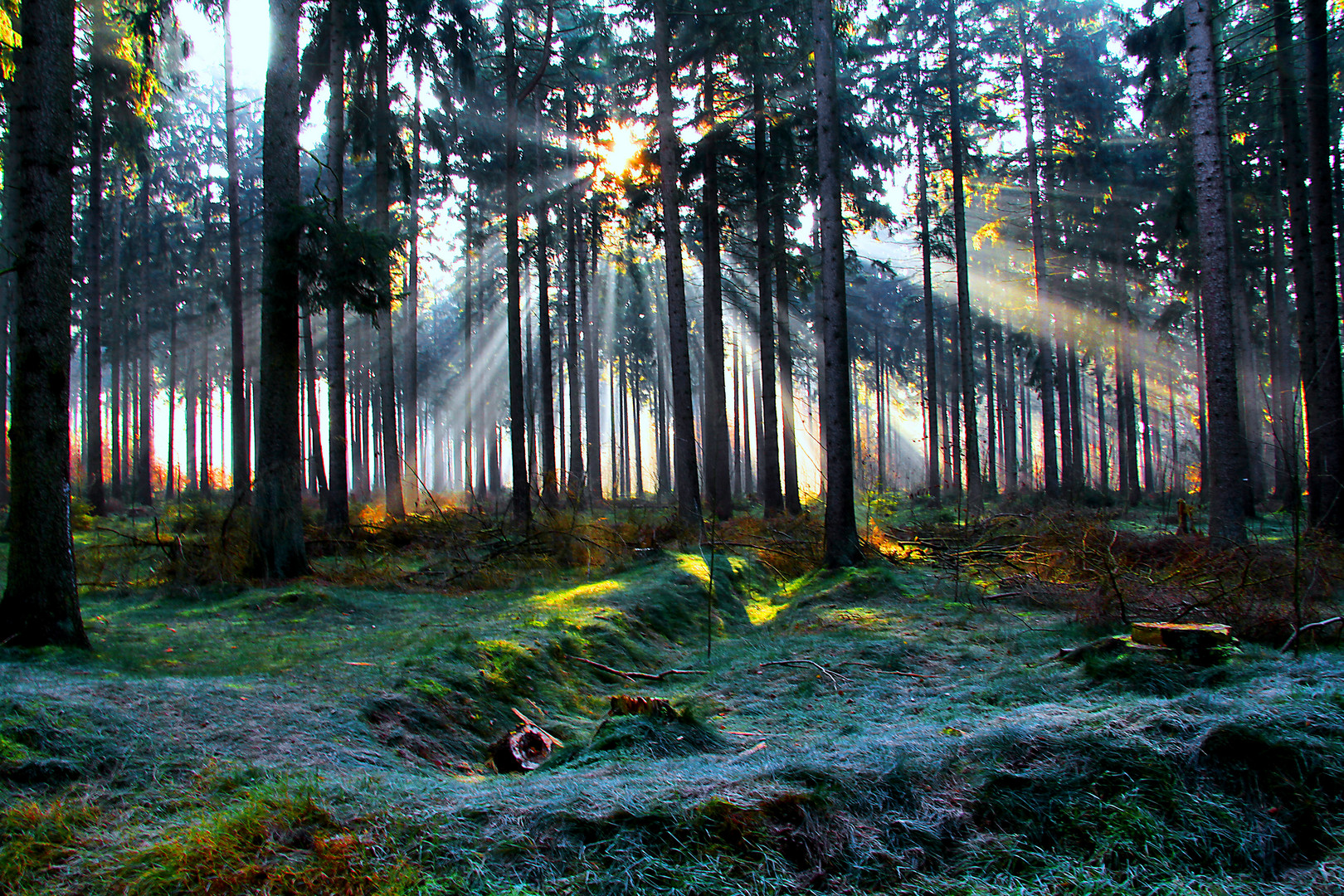 Wenn die Sonne den Frostigen Waldboden küsst