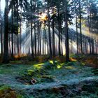 Wenn die Sonne den Frostigen Waldboden küsst