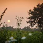 Wenn die Sonne die Nacht ankündigt, zeigt sie noch mal, was sie kann...