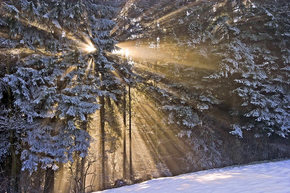 Wenn die Sonne durch den Nebel dringt