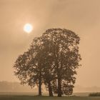 wenn die Sonne durchkommt