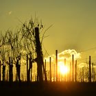 Wenn die Sonne hinter den Weinreben versinkt