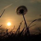 Wenn die Sonne im Gras versinkt