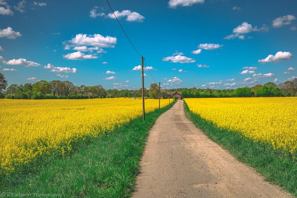 Wenn die Sonne im Raps das Licht anknipst....