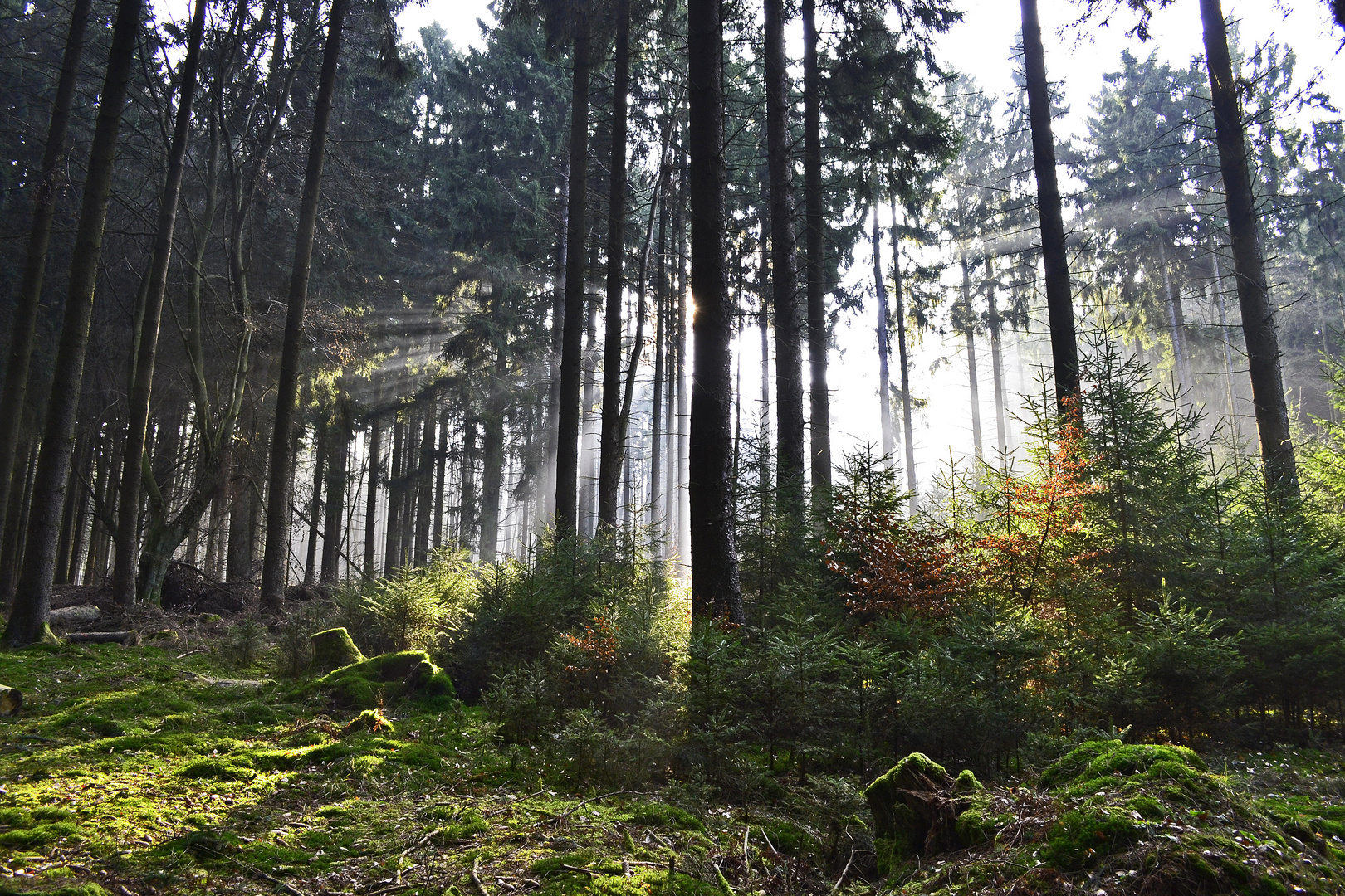 wenn die Sonne im Wald auf geht...