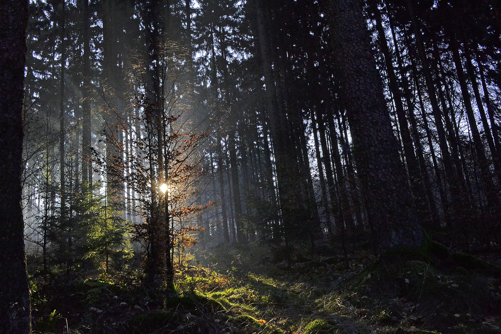 wenn die sonne im wald auf geht...