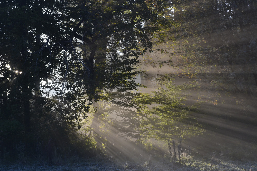 Wenn die Sonne im Wald aufgeht und die ersten Sonnenstrahlen den Wald durchfluten