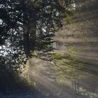 Wenn die Sonne im Wald aufgeht und die ersten Sonnenstrahlen den Wald durchfluten