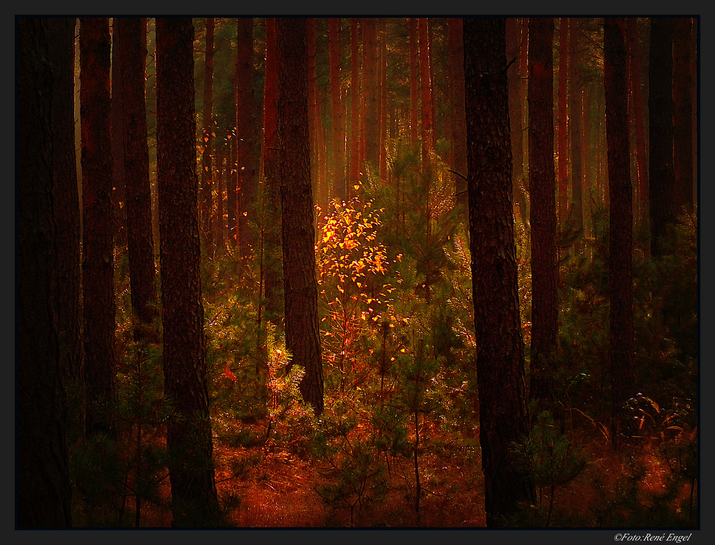 Wenn die Sonne im Wald versinkt