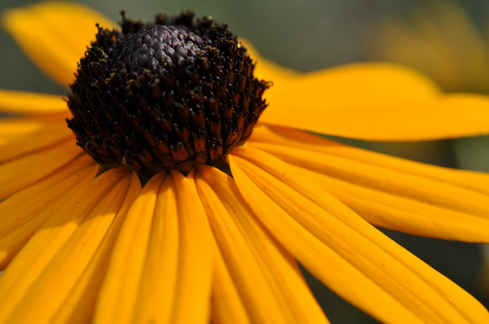 Wenn die Sonne mal wieder nicht scheint, schaue ich mir einfach diese Blüte an...