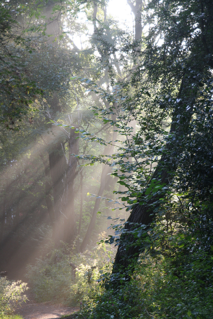 Wenn Die Sonne Mystik Malt Foto Bild Wald Natur Landschaft Bilder Auf Fotocommunity