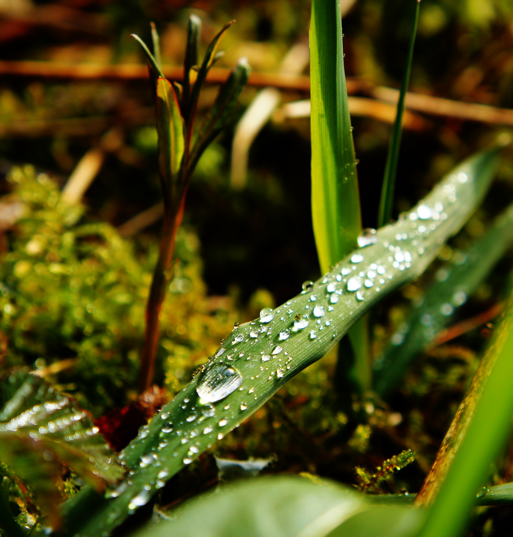 Wenn die Sonne nach dem Regen scheint