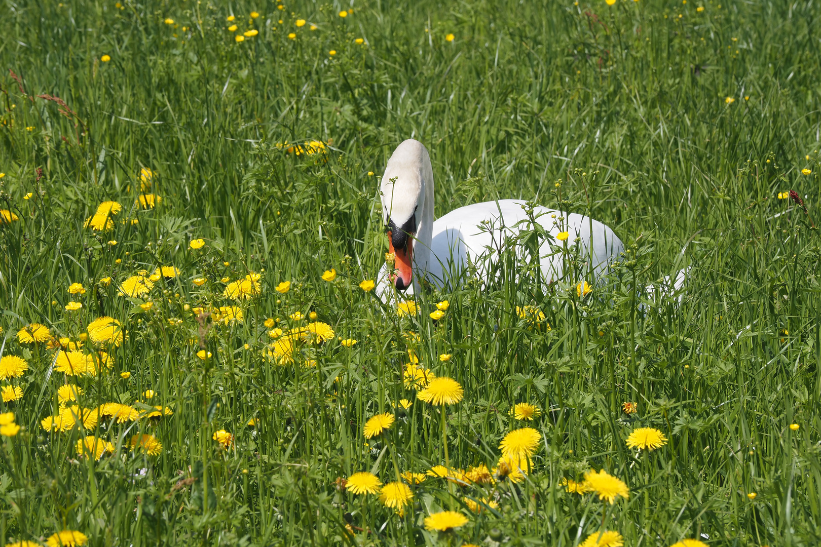 wenn die sonne scheint