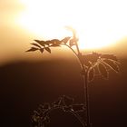 Wenn die Sonne tief steht.