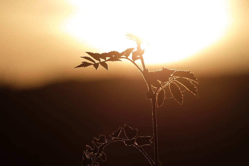 Wenn die Sonne tief steht.