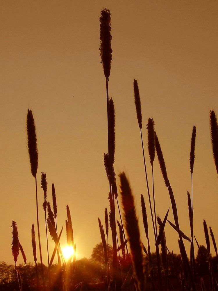 Wenn die Sonne tief steht....(2)