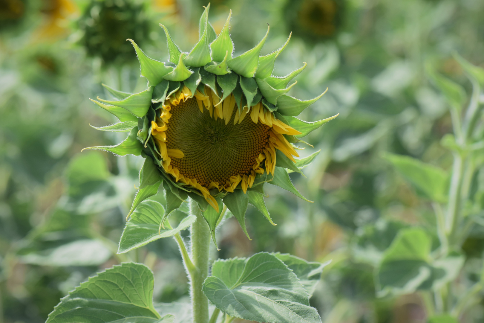 Wenn die Sonnenblume .......