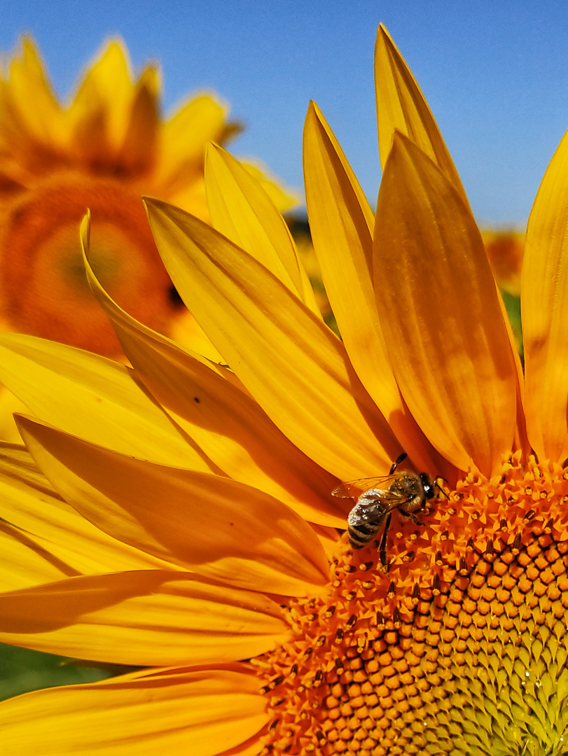 wenn die Sonnenblumen blühen...