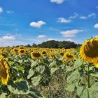 Wenn die Sonnenblumen den Kopf  hängen lassen...