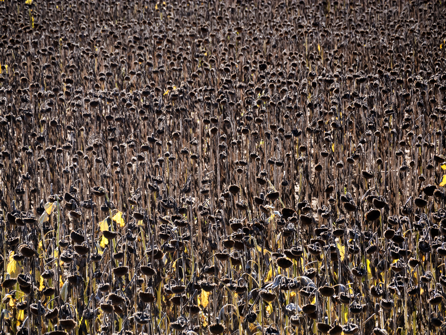 Wenn die Sonnenblumen sich in der Herbstsonne sonnen. 