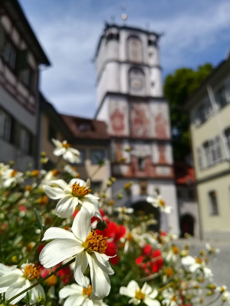 Wenn die Stadt erblüht...