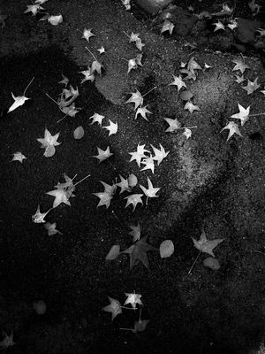 Wenn die Sterne vom Himmel fallen... 