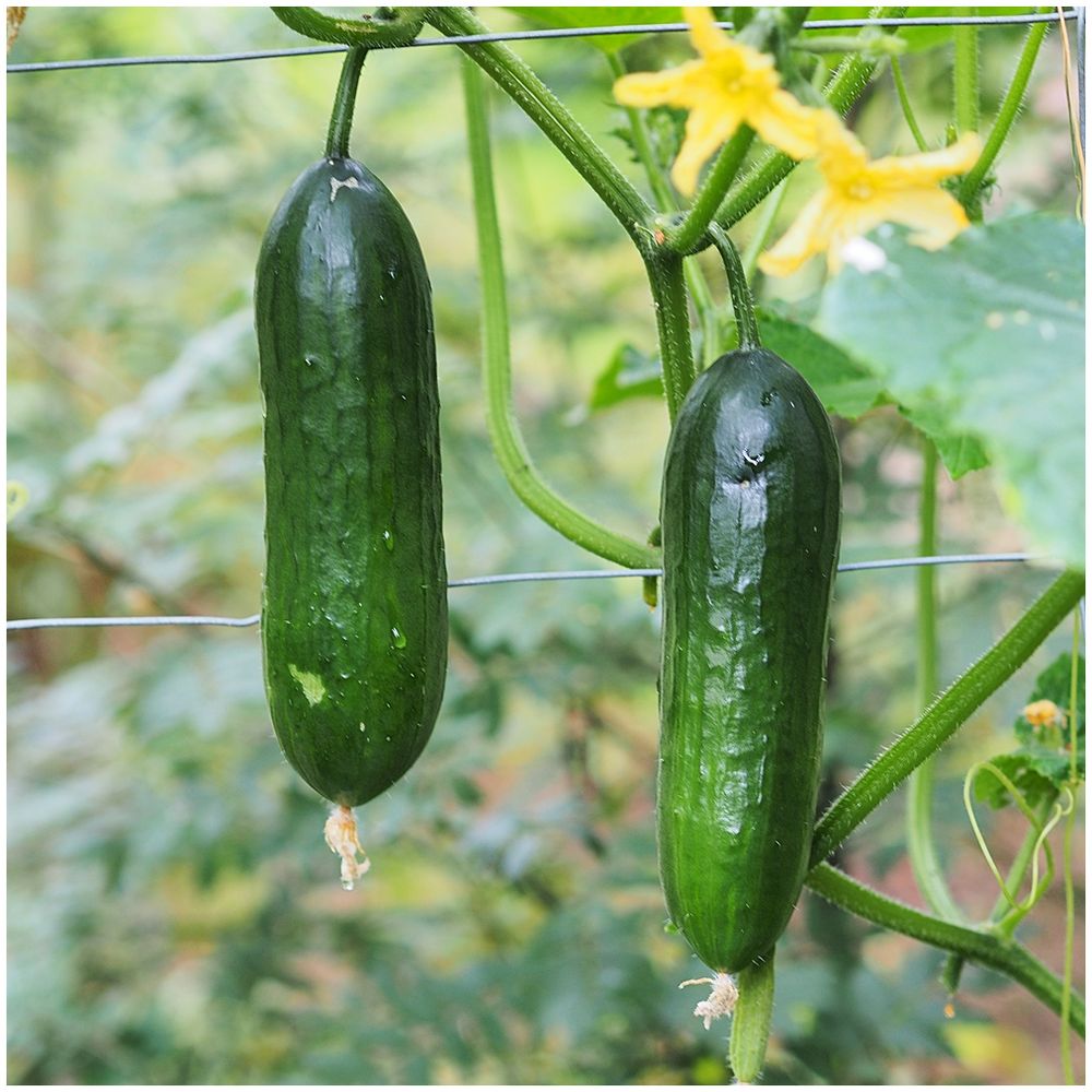 Wenn die Tomaten nicht wollen...