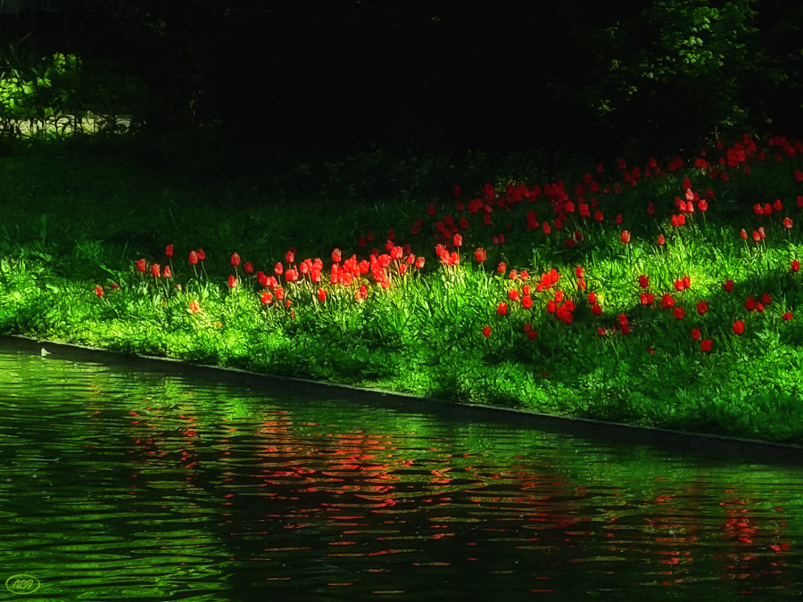 Wenn die Tulpen eitel werden...