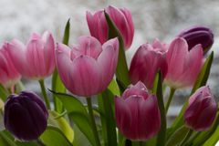 Wenn die Tulpen wieder lila sind (2)