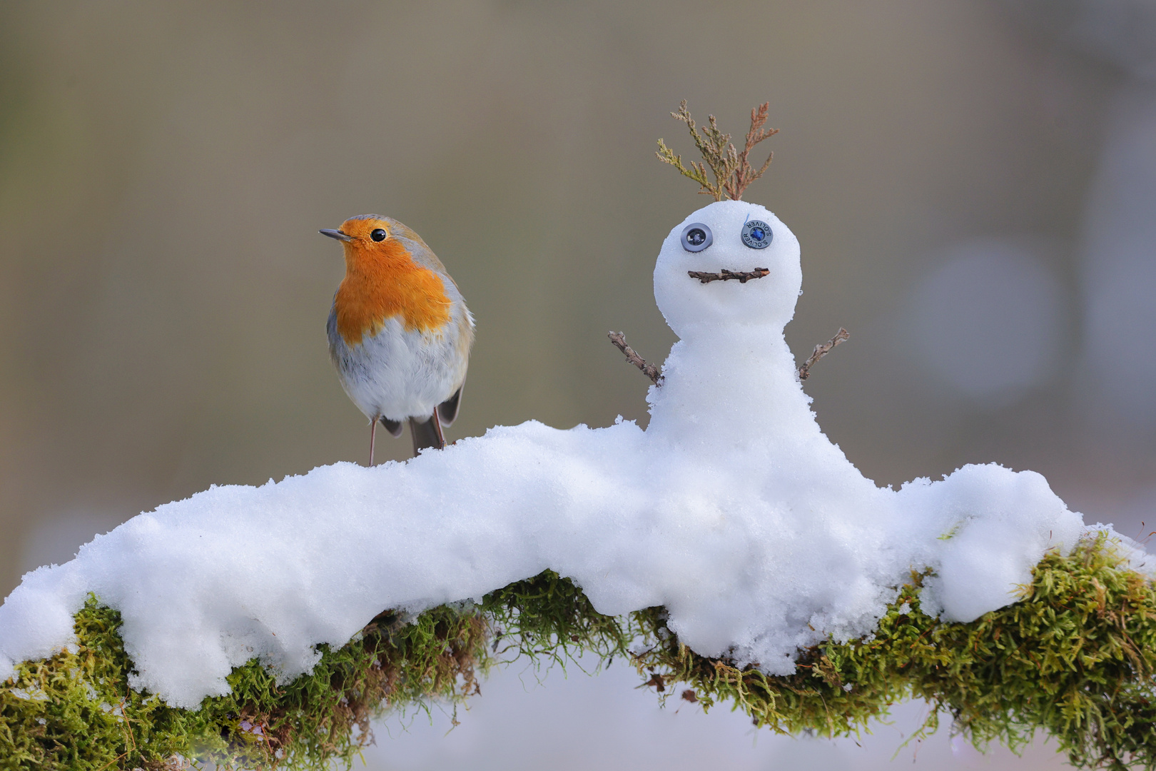 Wenn die Vögel einen Schneemann bauen... 