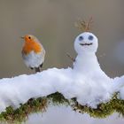 Wenn die Vögel einen Schneemann bauen... 