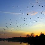 ...wenn die Vögel in der Abendstunde...